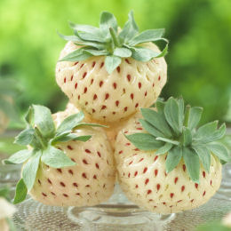 fragaria vesca pineberry